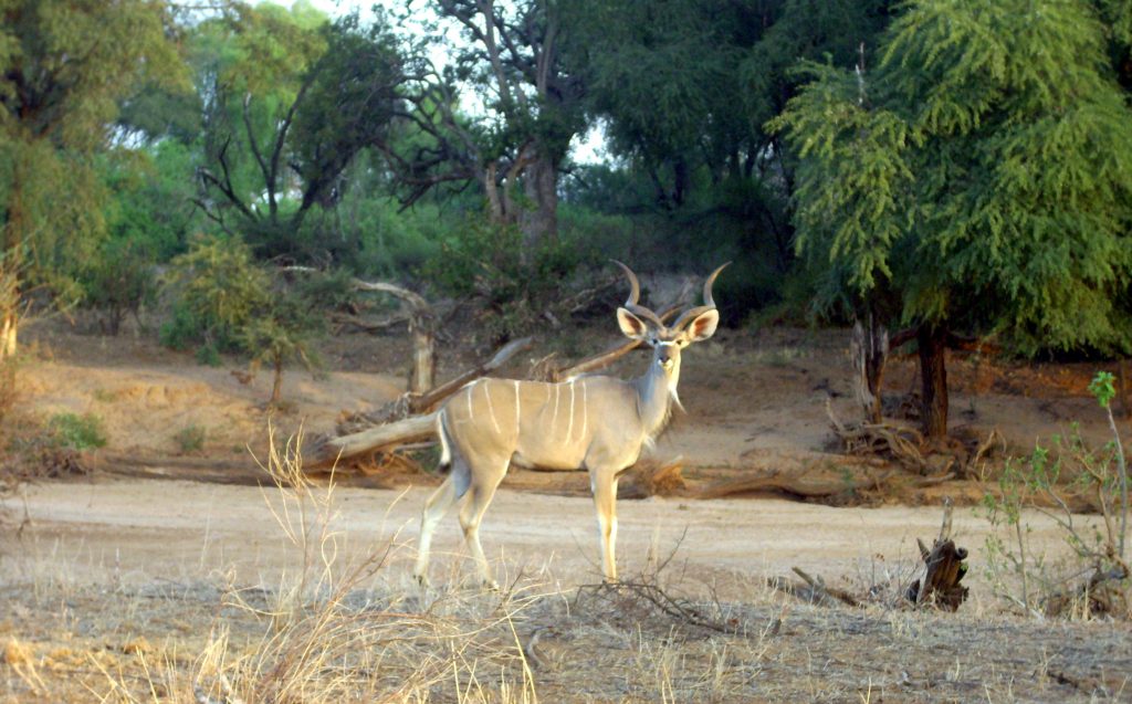 Greater Kudu at Lake Bogoria
