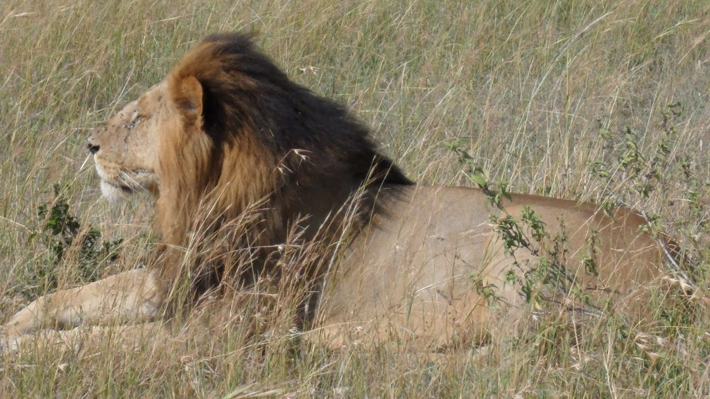 Male lion sitting
