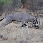 Beisa Oryx at Samburu